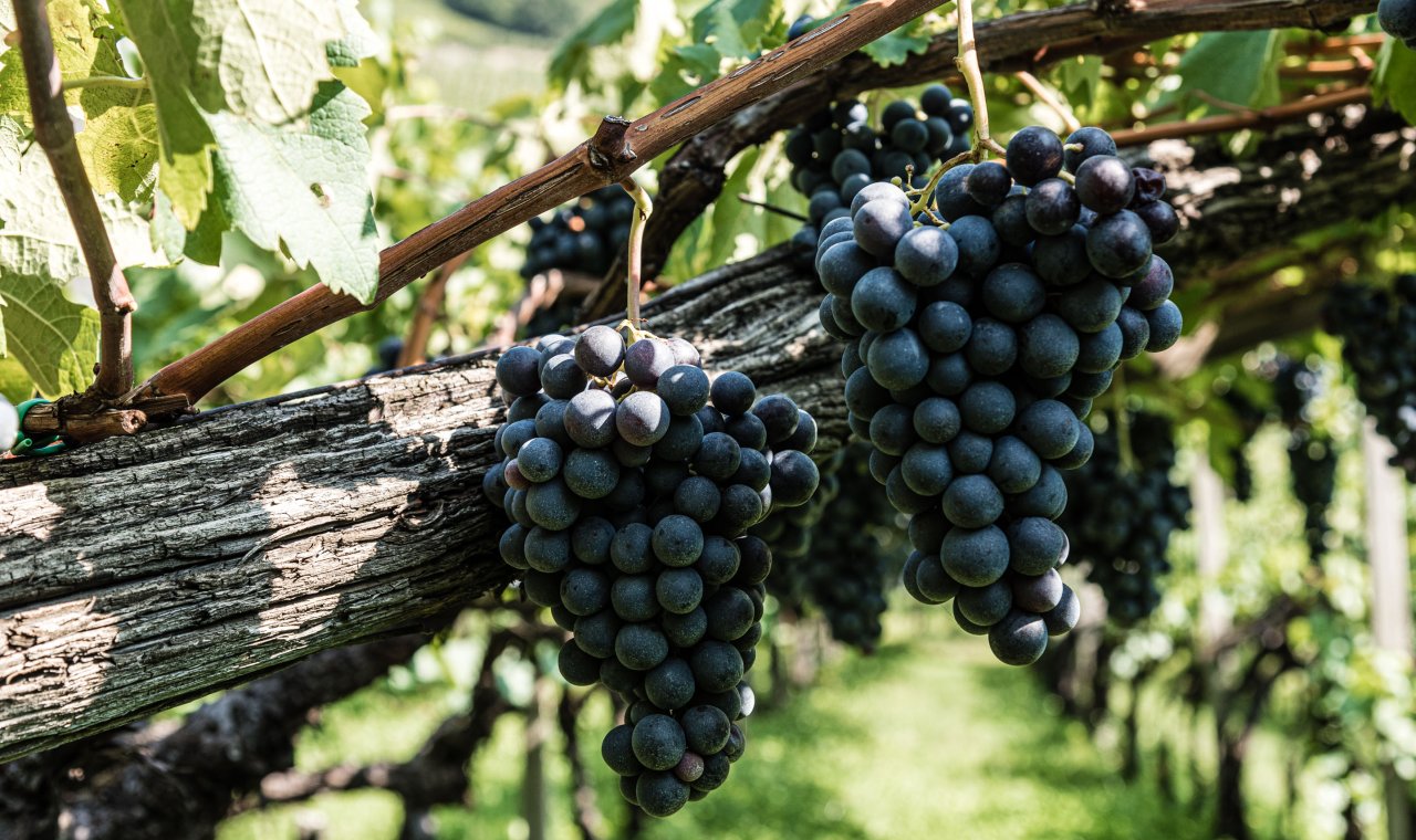 Terroir – Die Weinberge
