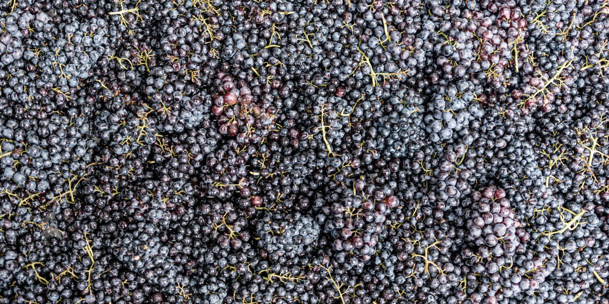 Terroir – Die Weinberge