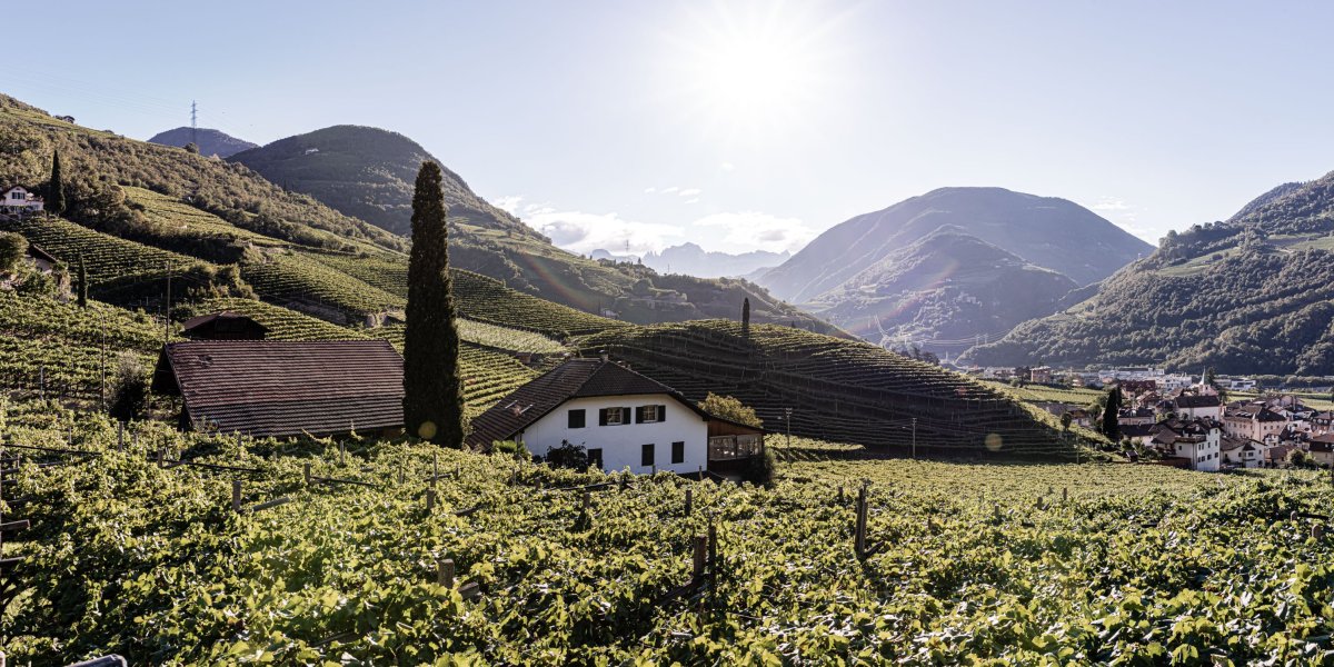 Terroir – Die Weinberge