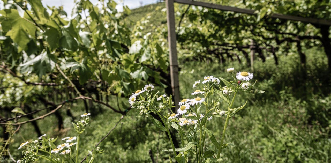 Weingut Untermoserhof