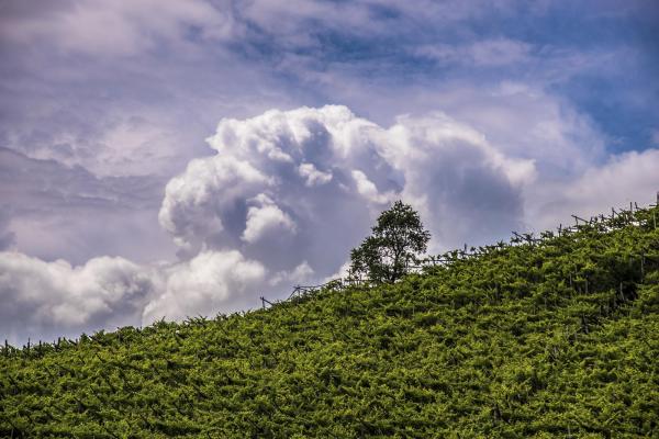 Weingut Untermoserhof